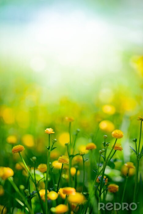 Fototapete Frühlingswiese mit gelben Blumen
