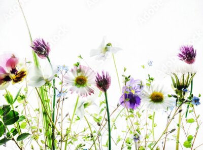 Fototapete Frühlingswildblumen auf weißem Hintergrund
