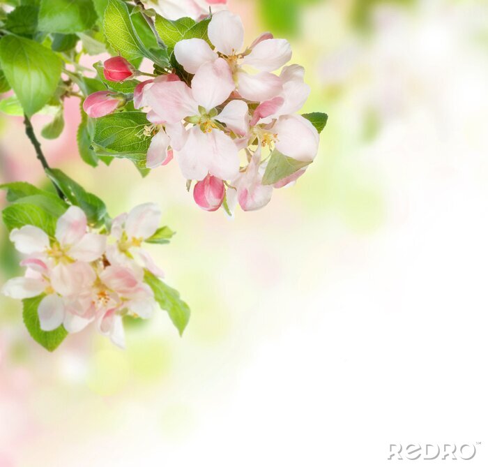 Fototapete Frühlingszweig mit Blumen