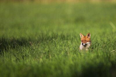 Fuchs auf dem Feld im Sommer