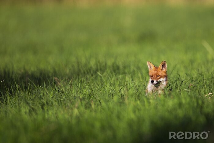 Fototapete Fuchs auf dem Feld im Sommer