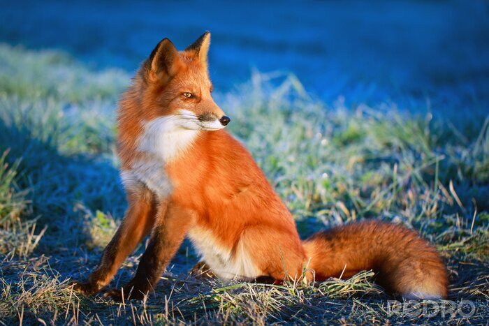 Fototapete Fuchs auf dem Feld im Winter