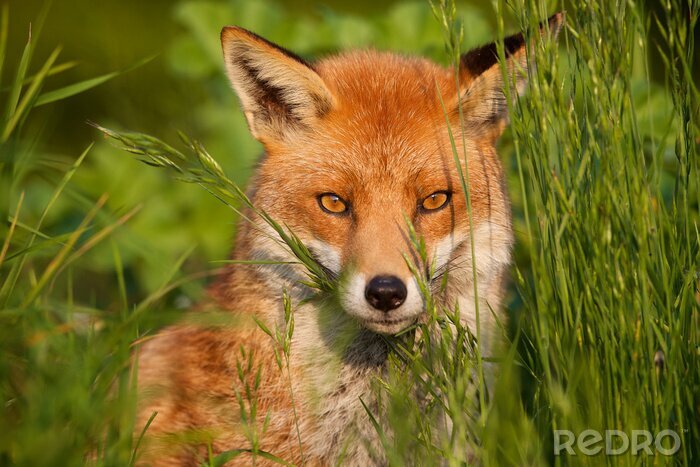 Fototapete Fuchs auf dem grünen Feld