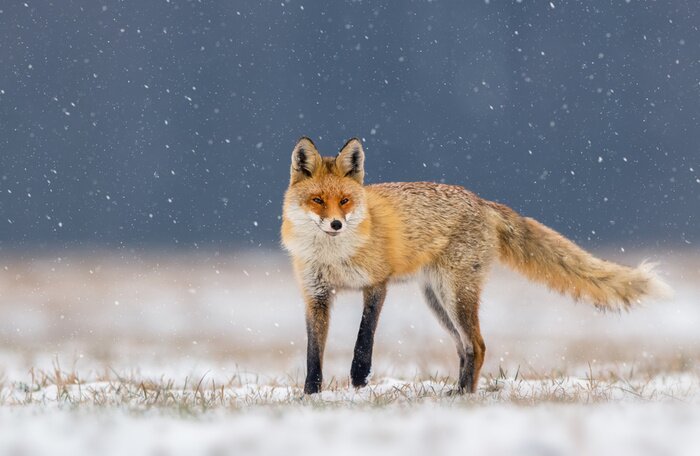 Fototapete Fuchs auf dunkelblauem Hintergrund