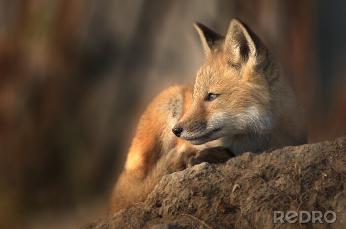 Fototapete Fuchs auf einem Stein in der Sonne