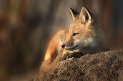 Fototapete Fuchs auf einem Stein in der Sonne