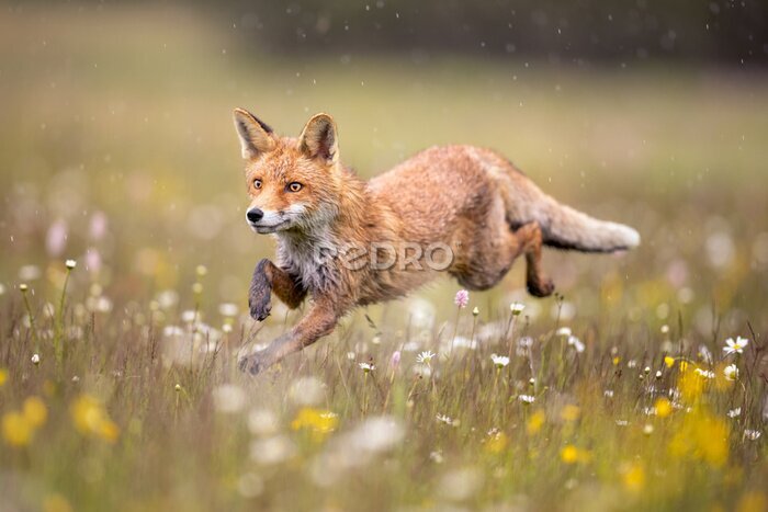 Fototapete Fuchs auf einer Blumenwiese