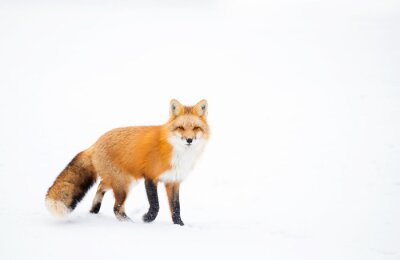 Fototapete Fuchs auf weißem Hintergrund