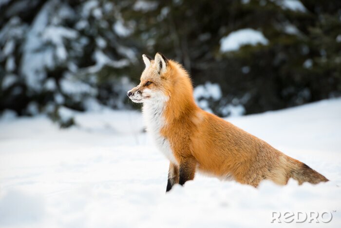 Fototapete Fuchs im flaumigen Schnee