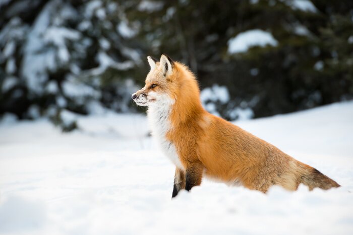 Fototapete Fuchs im flaumigen Schnee