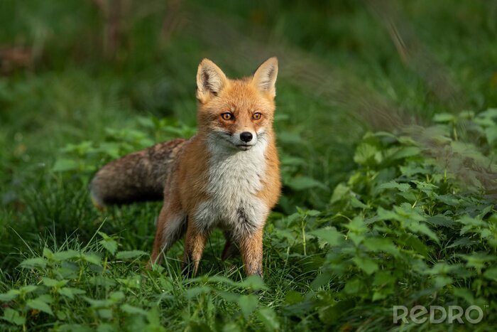 Fototapete Fuchs im grünen Laub