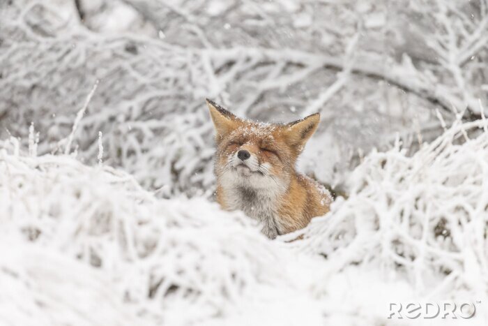 Fototapete Fuchs im Schnee