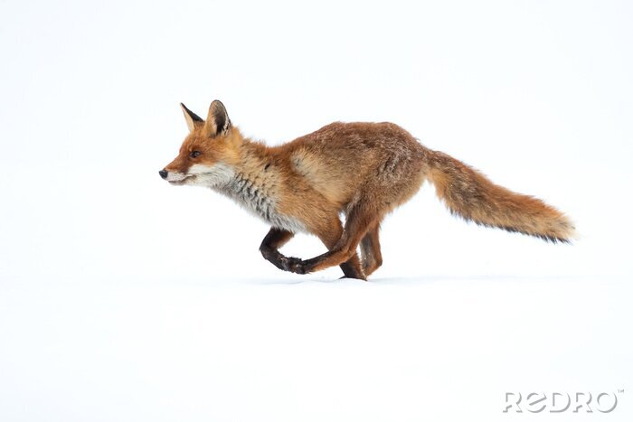 Fototapete Fuchs im Schnee im Winter