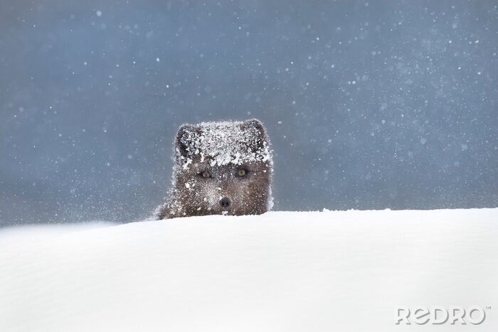 Fototapete Fuchs im Schnee-Portrait