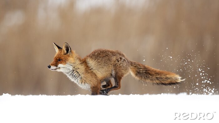 Fototapete Fuchs im Schnee rot