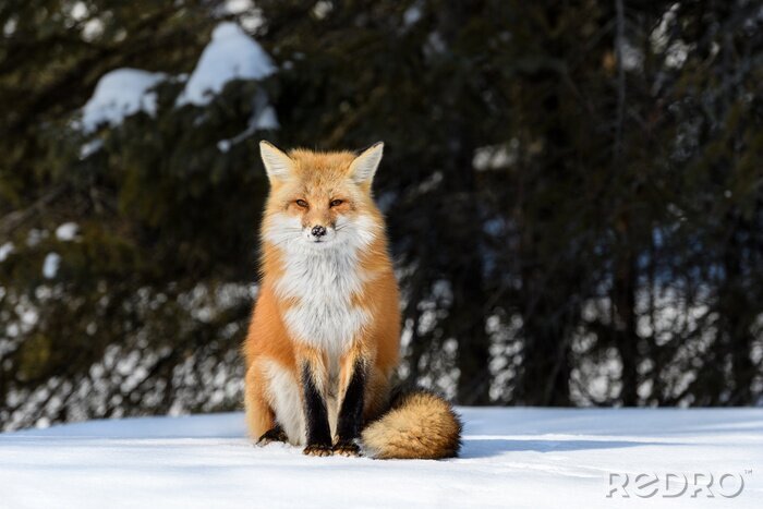 Fototapete Fuchs im Schnee sitzend