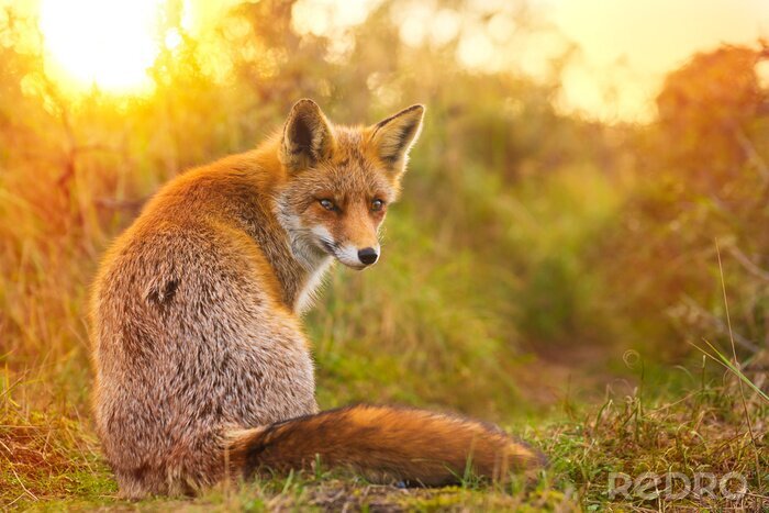 Fototapete Fuchs in der untergehenden Sonne