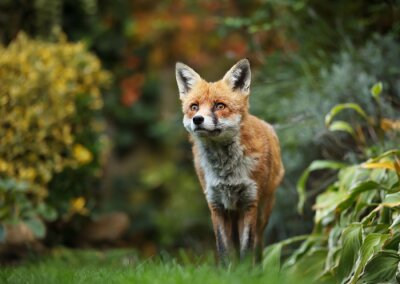 Fototapete Fuchs in einem grünen Garten