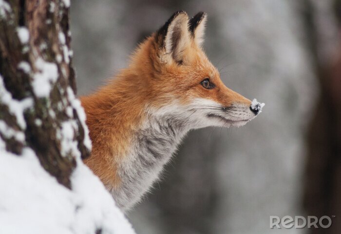 Fototapete Fuchs mit Schnee auf der Nase
