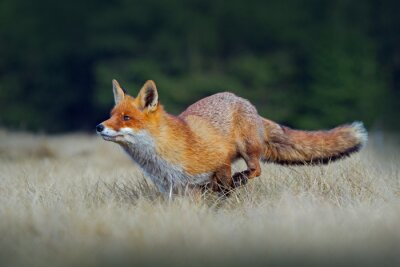 Fototapete Fuchs rennt durch die Wiese