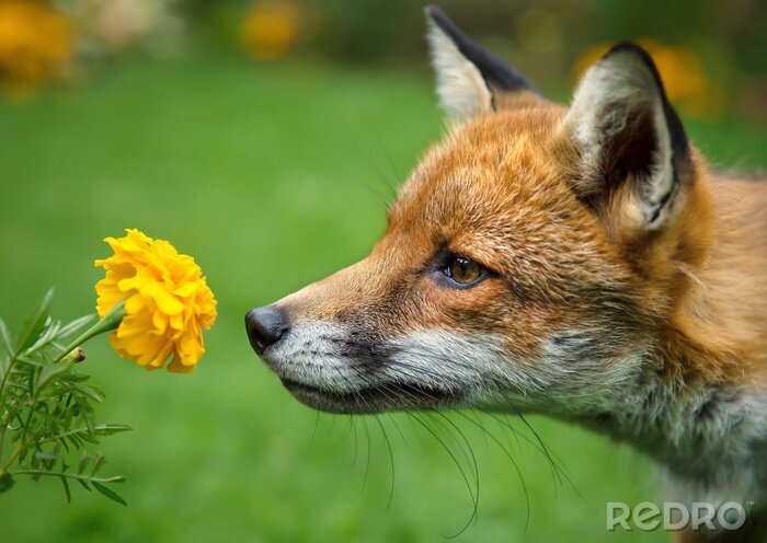 Fototapete Fuchs schnüffelt an Blumen