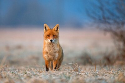 Fuchs und Natur