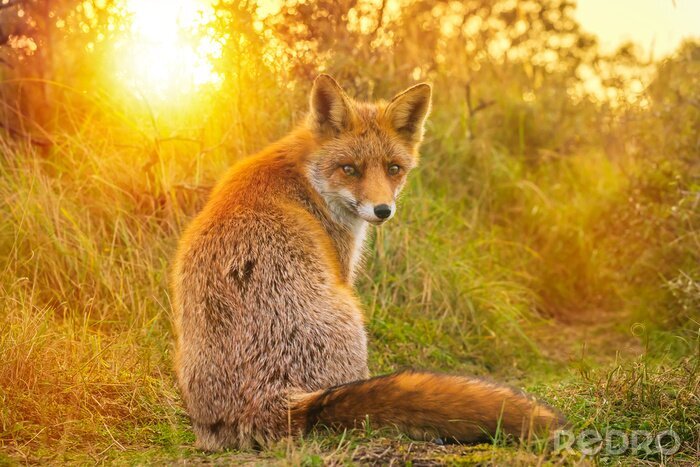 Fototapete Fuchs und untergehende Sonne