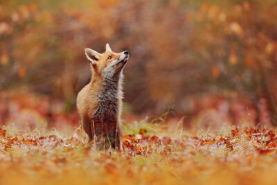 Fototapete Fuchs unter den Herbstblättern