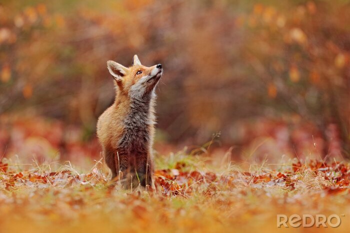 Fototapete Fuchs unter den Herbstblättern