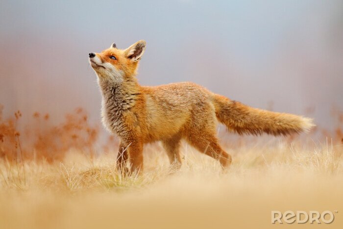 Fototapete Fuchs unter der wilden Natur
