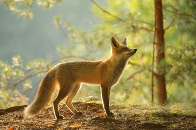 Fuchs Wald am sonnigen Tag