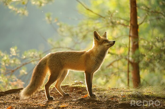 Fototapete Fuchs Wald am sonnigen Tag
