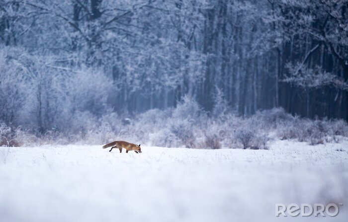 Fototapete Fuchsfigur in einem verschneiten Wald