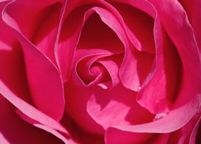 Fototapete Fuchsienfarbene Rose
