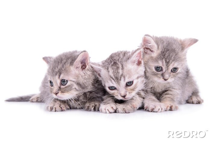 Fototapete Für Kinder kleine Katzen