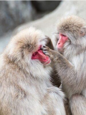 Fototapete funny fluffy Japanese macaques with red faces enjoying life