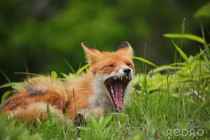 Fototapete gähnender Fuchs im Gras