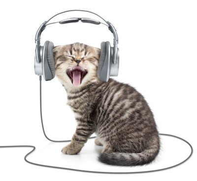 Fototapete gähnendes Kätzchen mit Kopfhörer