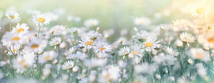 Fototapete Gänseblümchen auf der Wiese in hellen Farben