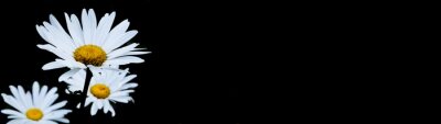 Fototapete Gänseblümchen auf schwarzem Hintergrund