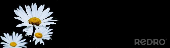 Fototapete Gänseblümchen auf schwarzem Hintergrund