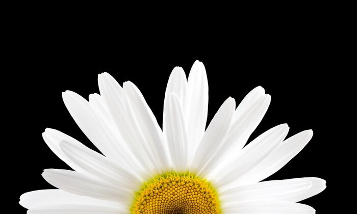 Fototapete Gänseblümchen auf schwarzem Hintergrund Makro