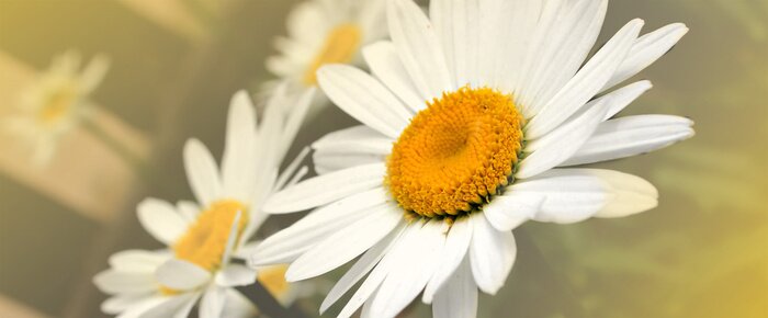 Fototapete Gänseblümchen aus nächster Nähe
