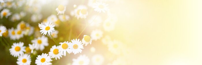 Fototapete Gänseblümchen bei sonnigem Wetter