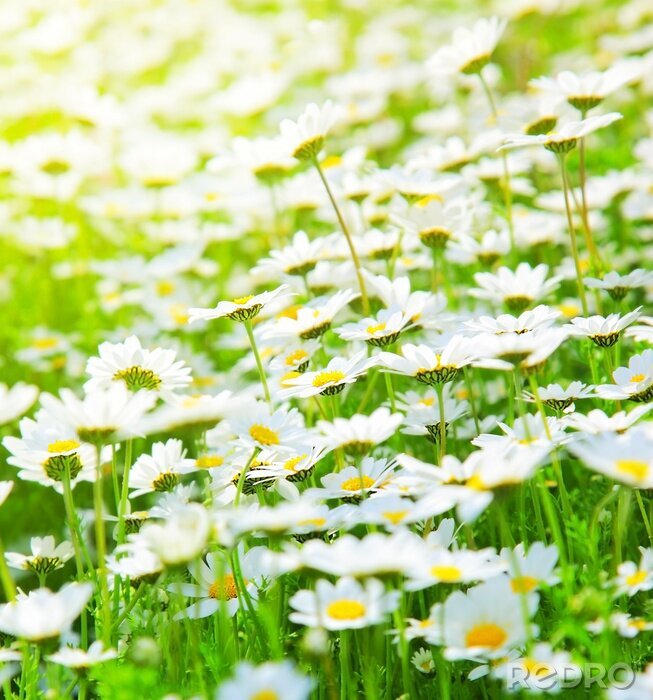 Fototapete Gänseblümchen Feldblumen auf Gras