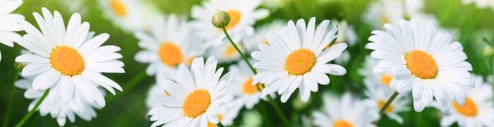 Fototapete Gänseblümchen im Garten