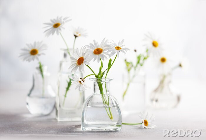 Fototapete Gänseblümchen in der Vase