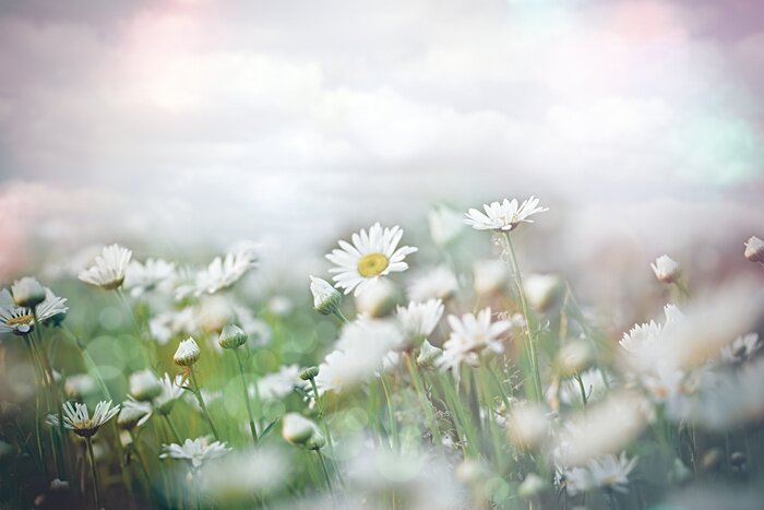 Fototapete Gänseblümchen mit Wolken im Hintergrund