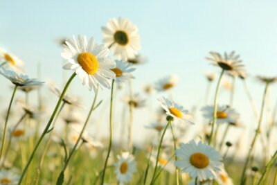 Fototapete Gänseblümchen Sonne und Natur