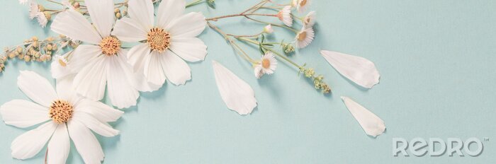 Fototapete Gänseblümchen und Blütenblätter auf blauem Hintergrund